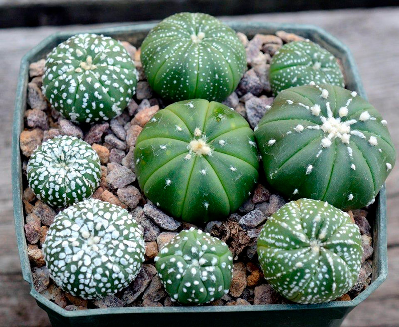 Astrophytum asterias