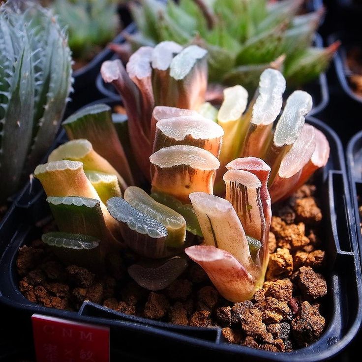 Haworthia truncata