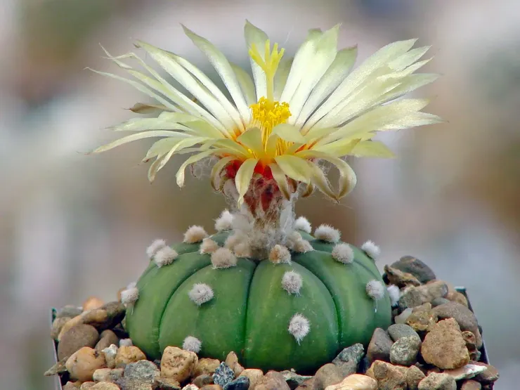 Astrophytum asterias