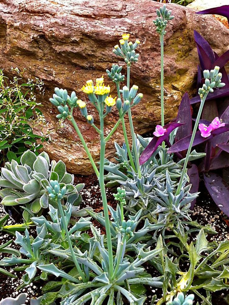 Senecio kleiniiformis