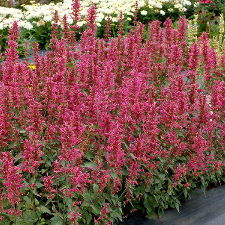 Agastache