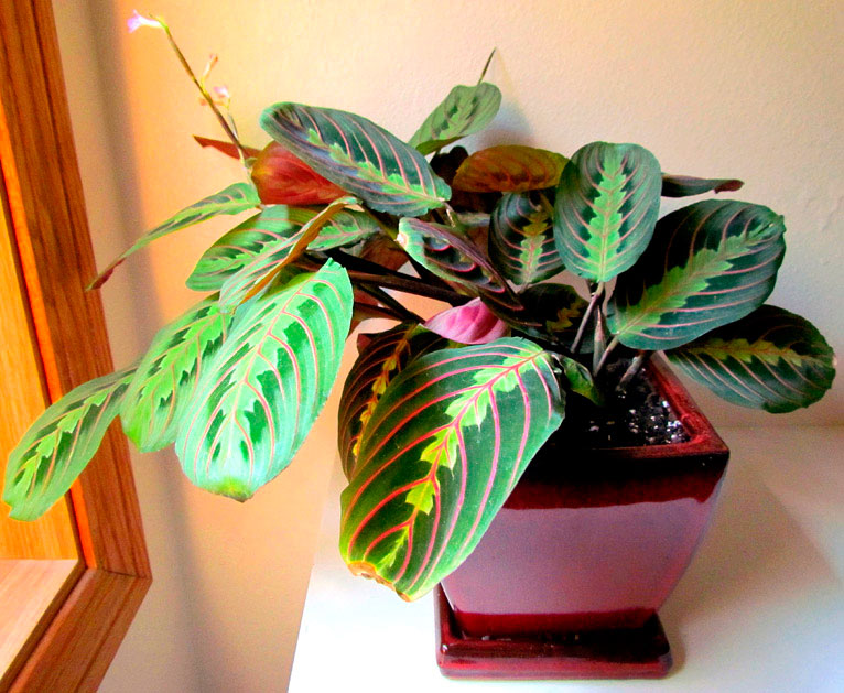 Maranta leuconeura