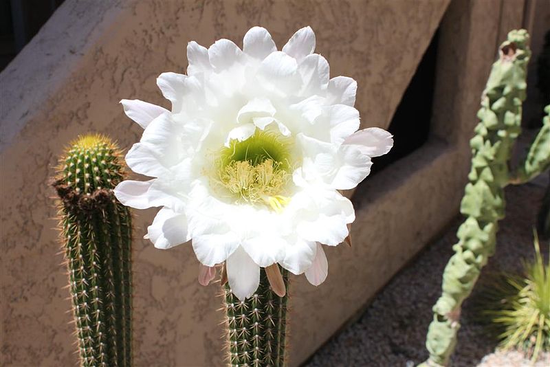 Echinopsis spachiana