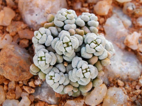 Crassula corallina