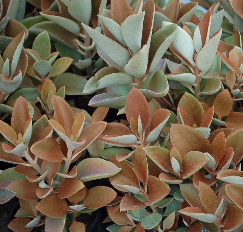 suculenta colher de cobre Kalanchoe orgyalis