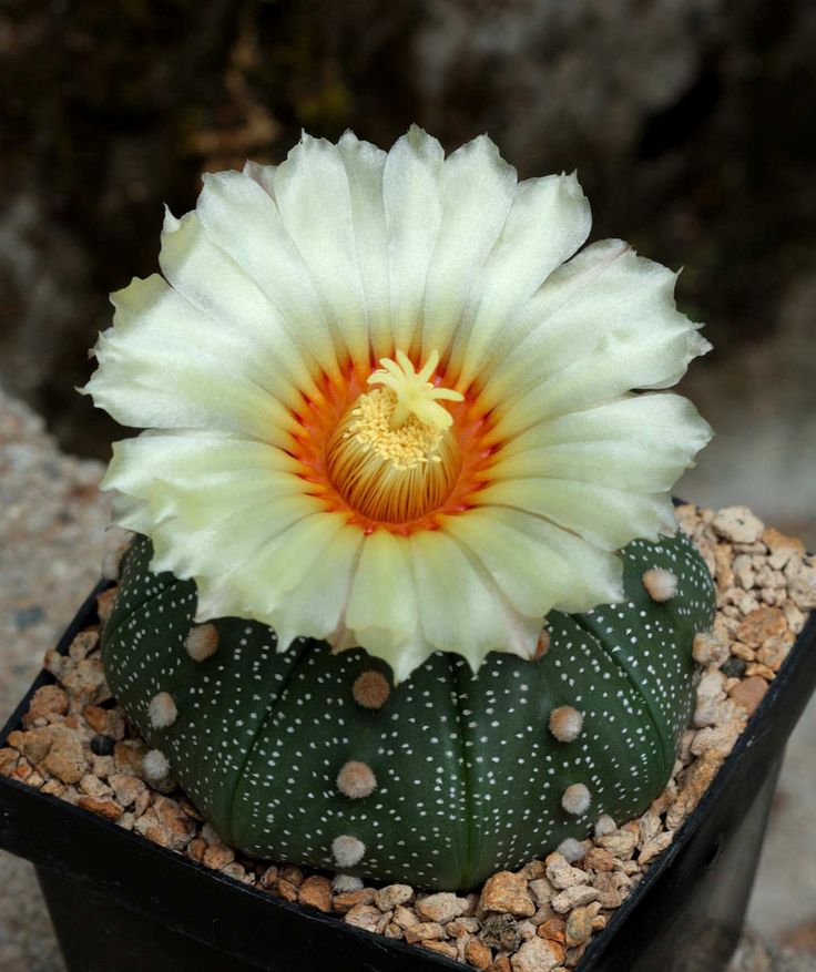 Astrophytum asterias