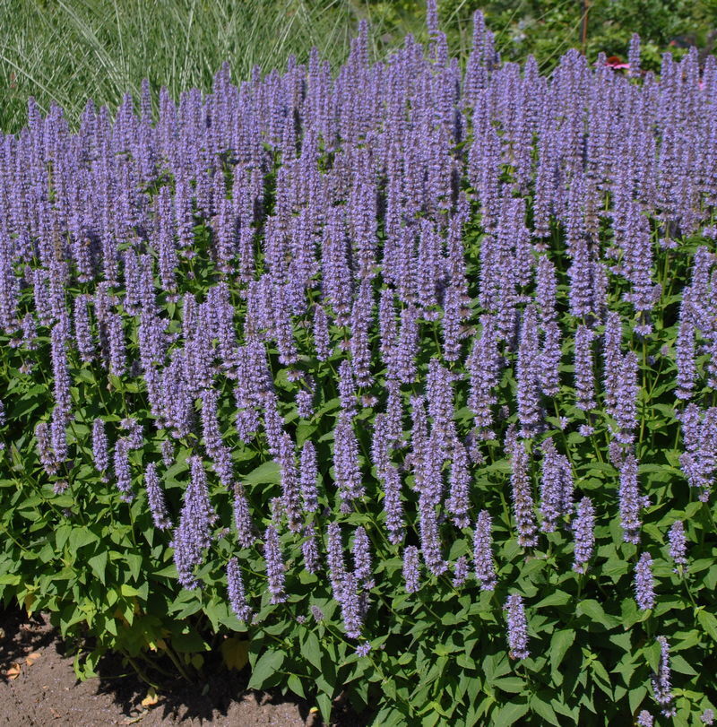 Agastache