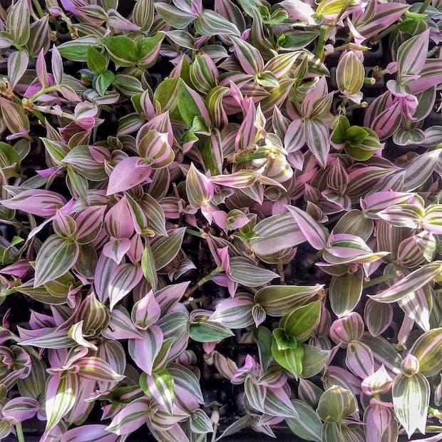 Tradescantia Zebrina