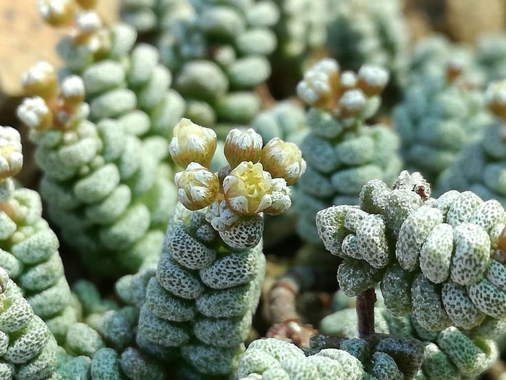 Crassula corallina