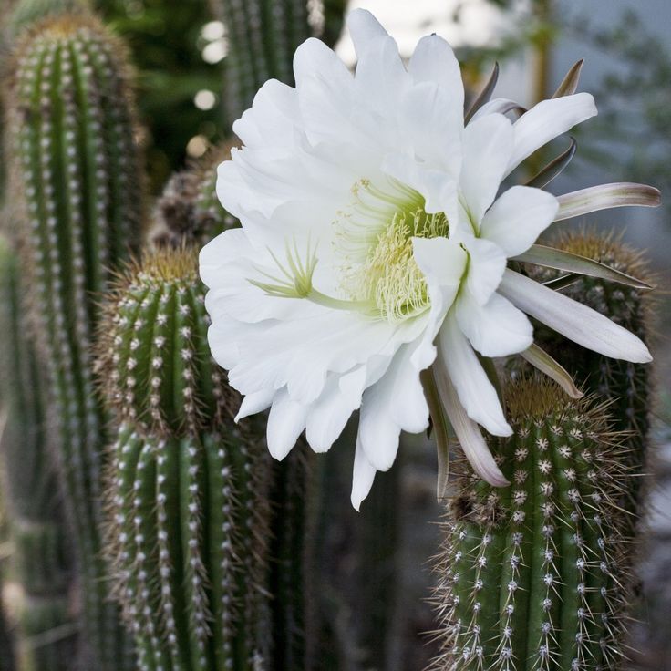 Echinopsis spachiana