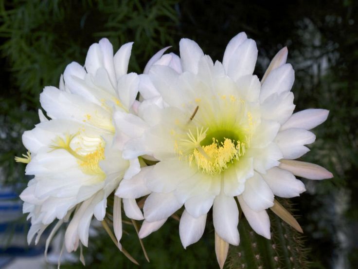 Echinopsis spachiana