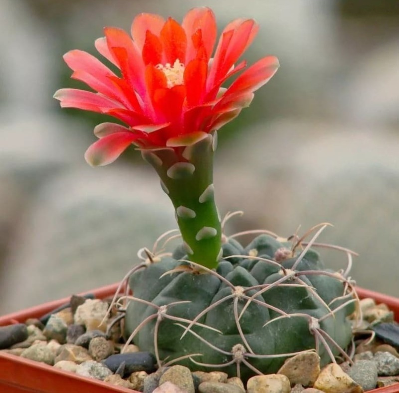 Gymnocalycium baldianum