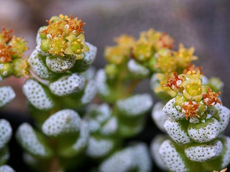 Crassula corallina