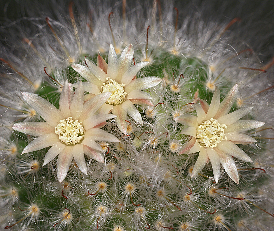 Mammillaria bocasana