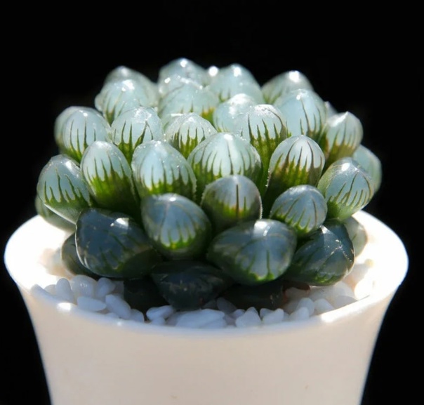 Haworthia Cooperi