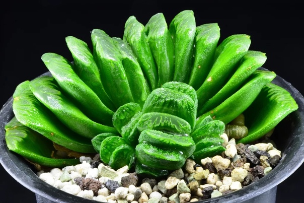 Haworthia truncata