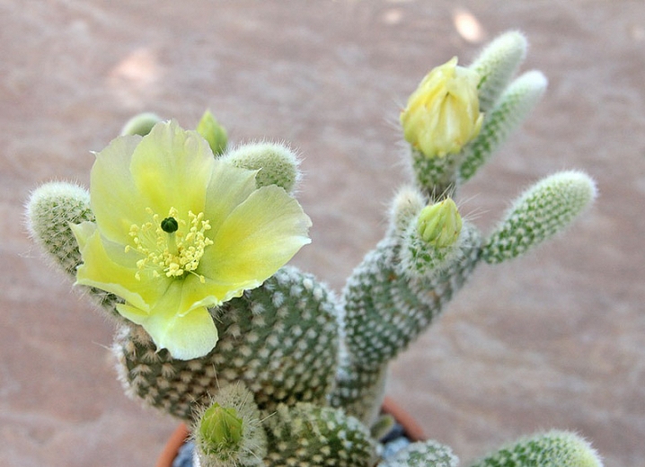 Opuntia microdasys