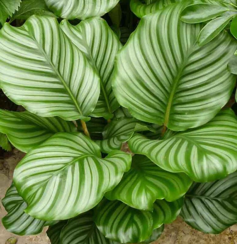 Calathea Orbifolia