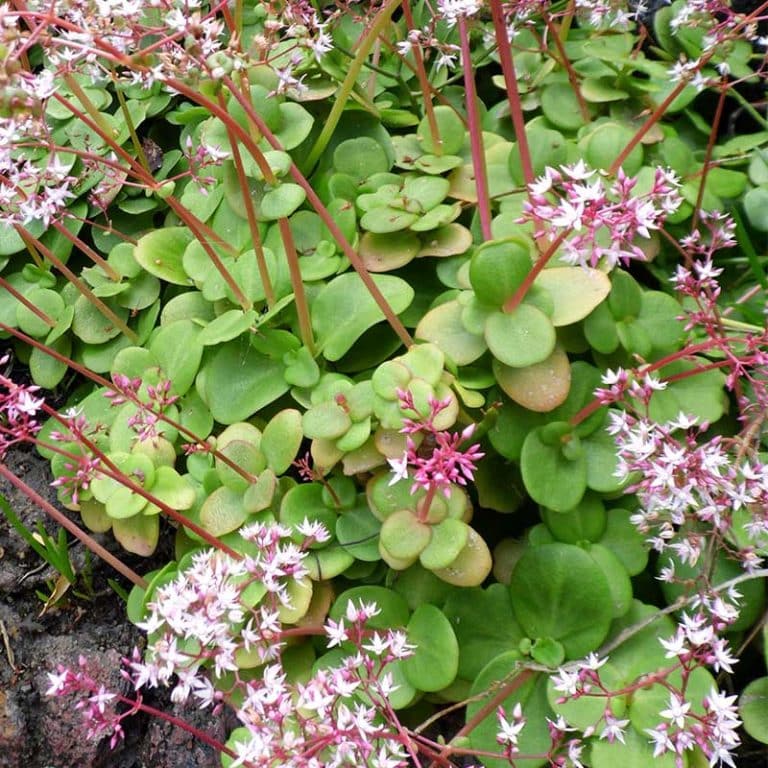 Crassula Multicava