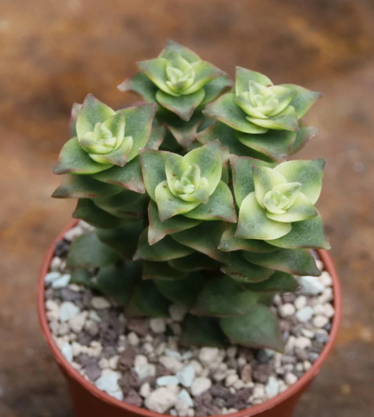 Crassula Perforata