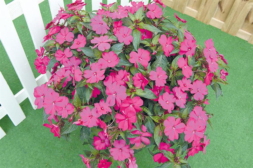 Sunpatiens