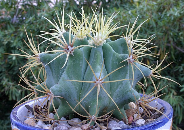 Ferocactus glaucescens