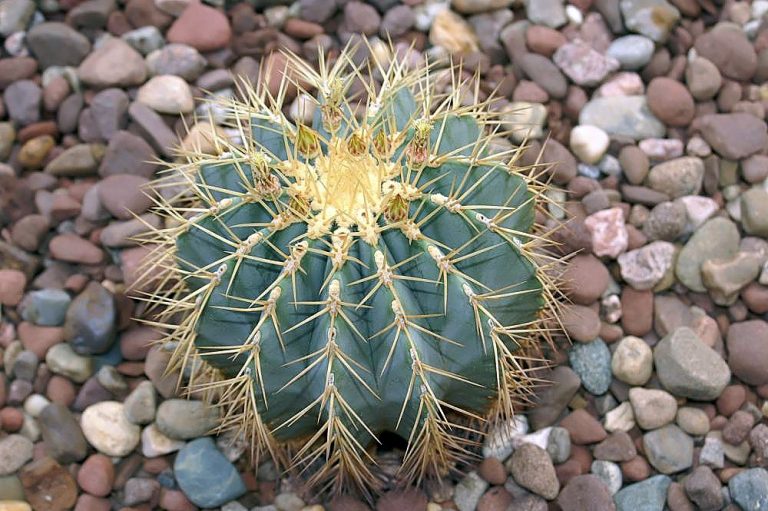 Ferocactus glaucescens