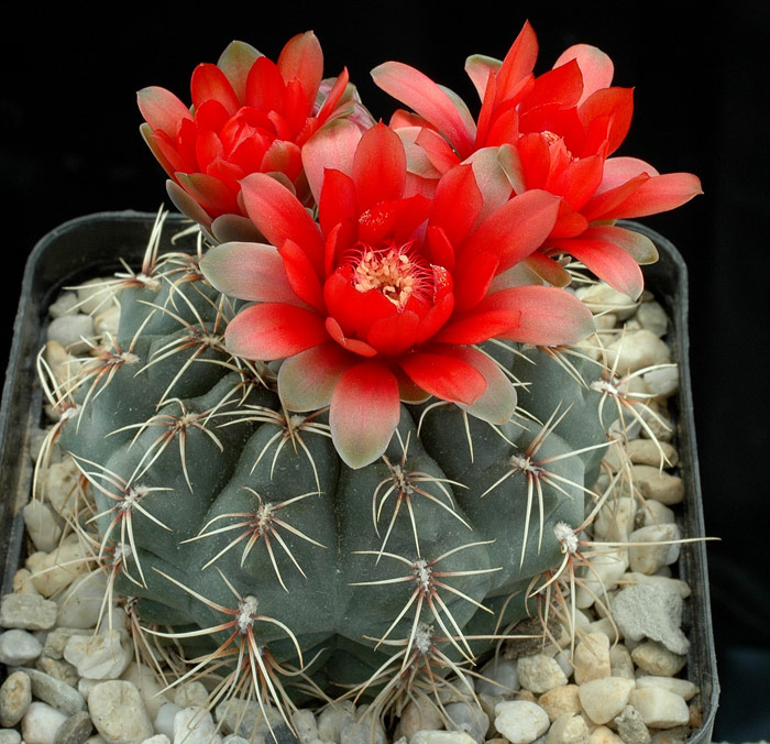 Gymnocalycium baldianum