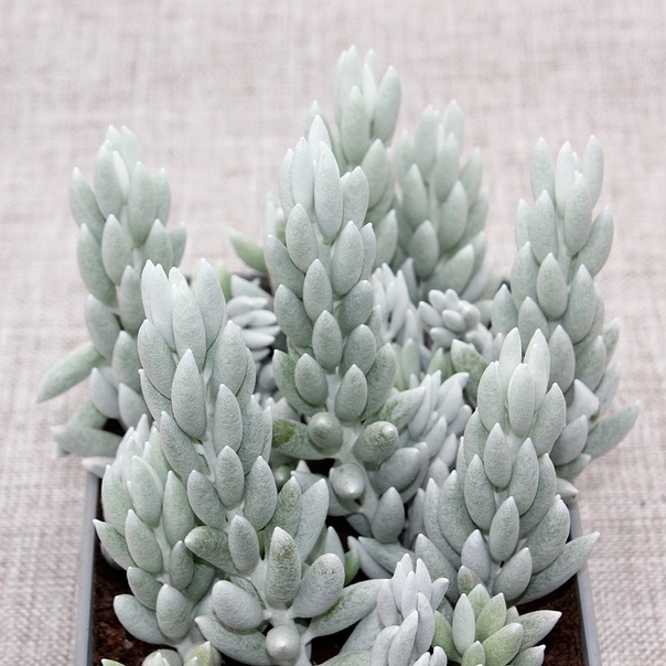 Senecio haworthii