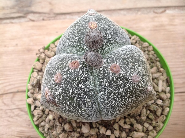 Astrophytum myriostigma