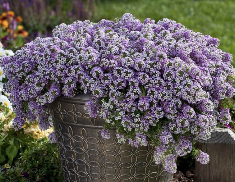 Alyssum