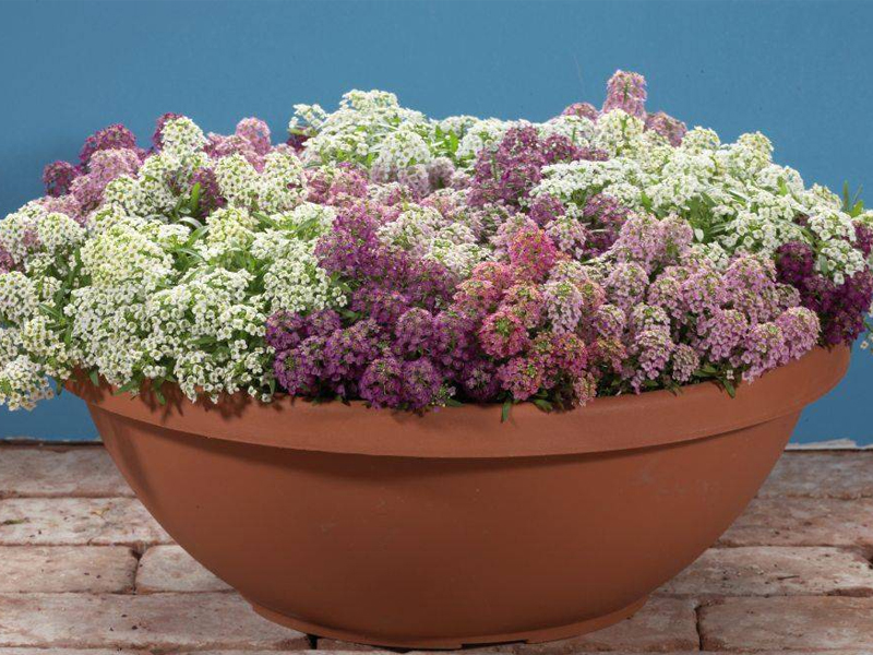 Alyssum