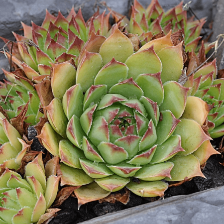 Sempervivum tectorum 