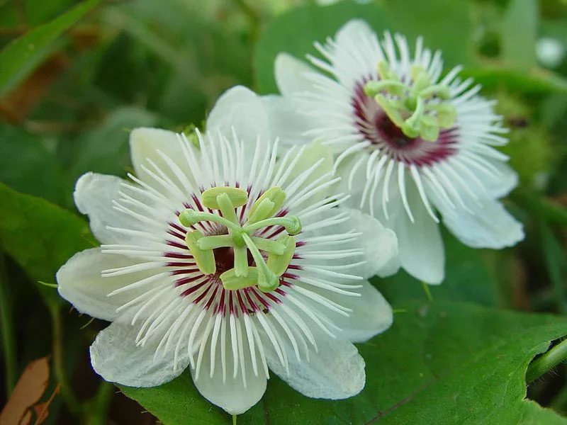 Passiflora