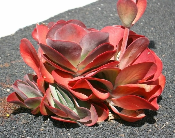 Kalanchoe luciae