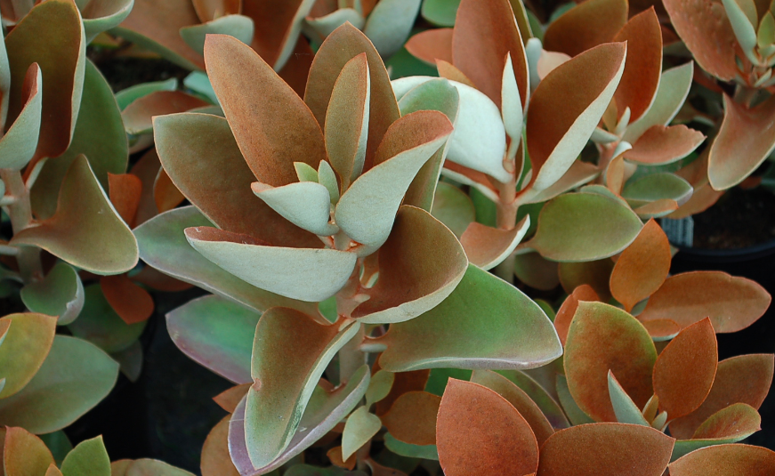 suculenta colher de cobre Kalanchoe orgyalis