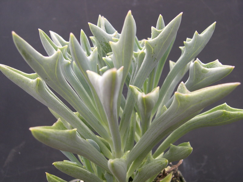 Senecio kleiniiformis