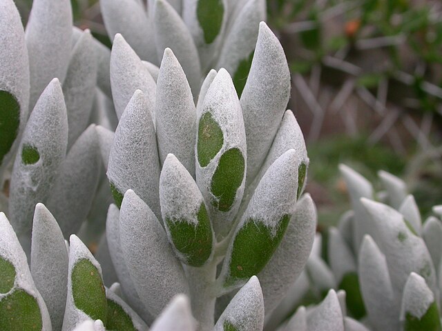 Senecio haworthii