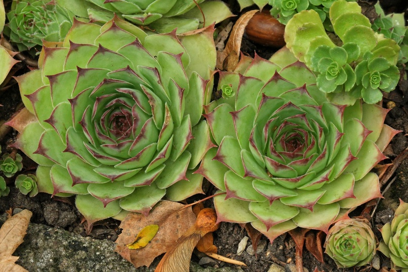 Sempervivum tectorum 