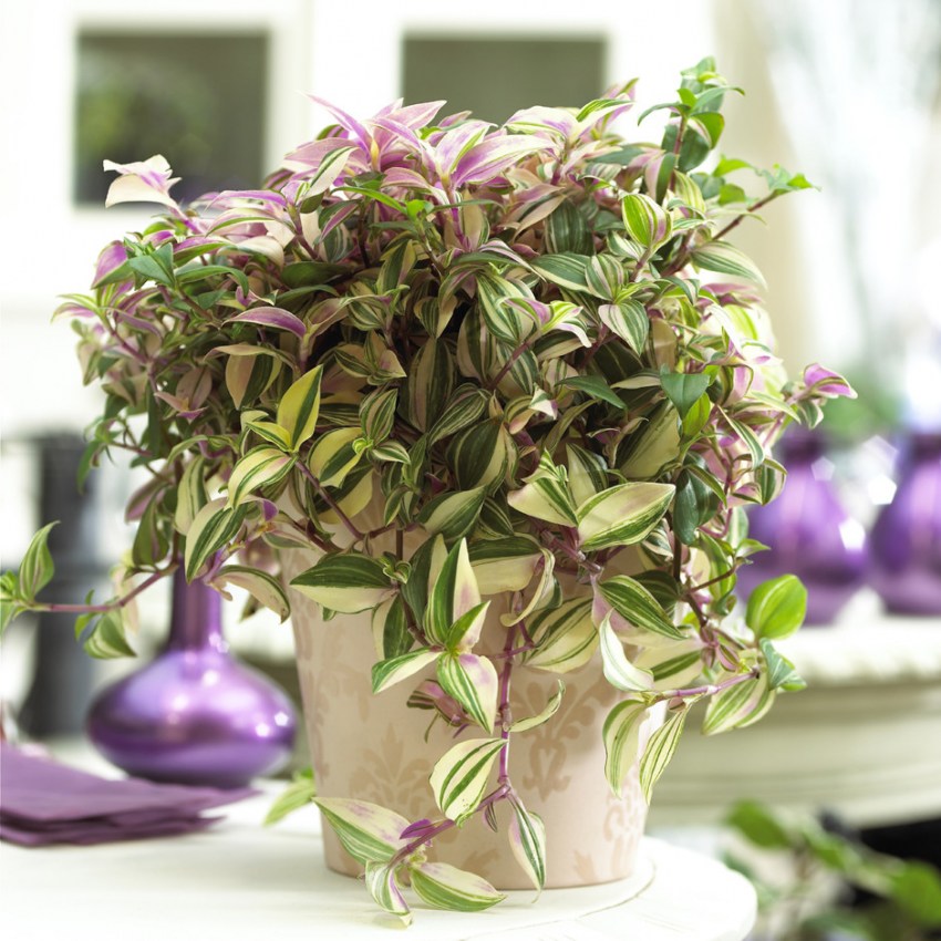 Tradescantia Zebrina