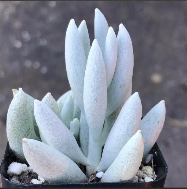 Senecio haworthii