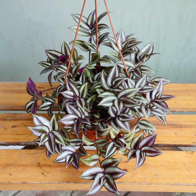 Tradescantia Zebrina