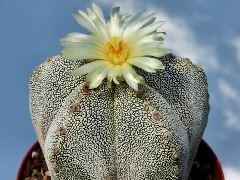 Astrophytum myriostigma