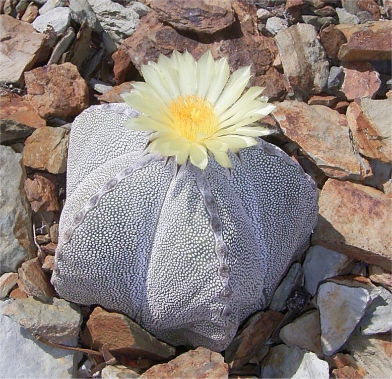 Astrophytum myriostigma