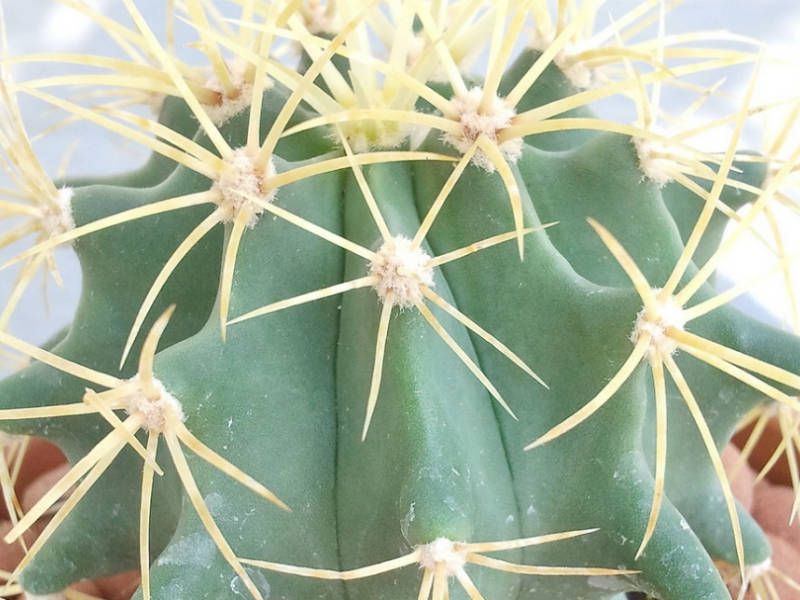 Ferocactus glaucescens