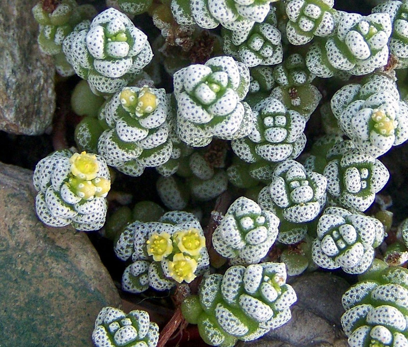 Crassula corallina