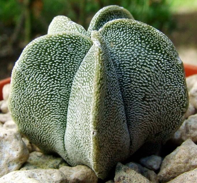 Astrophytum myriostigma