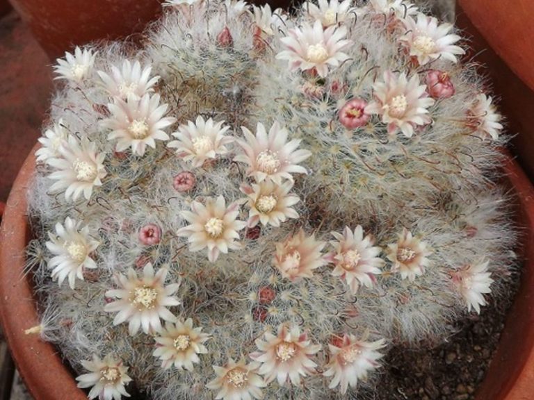 Mammillaria bocasana