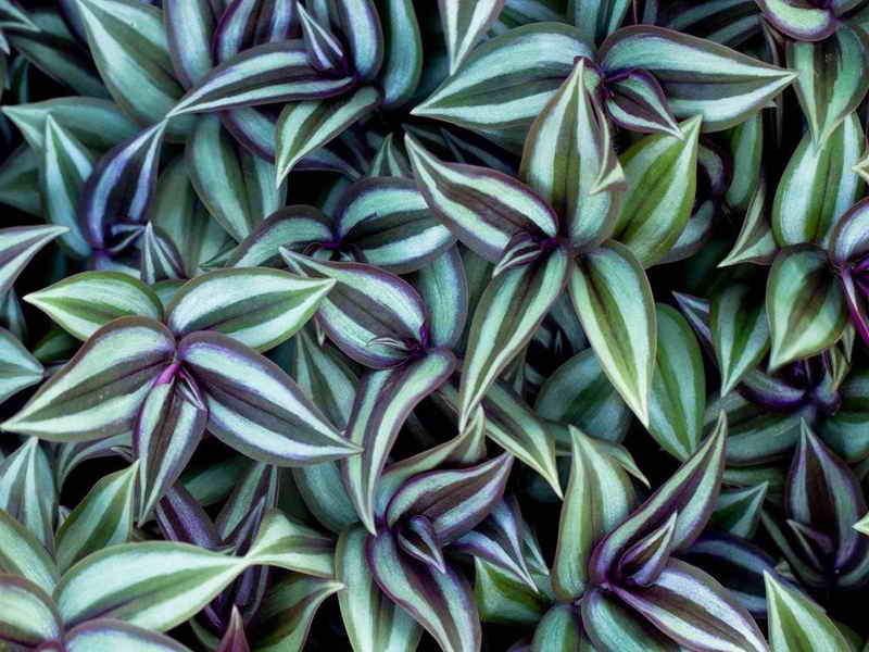 Tradescantia Zebrina