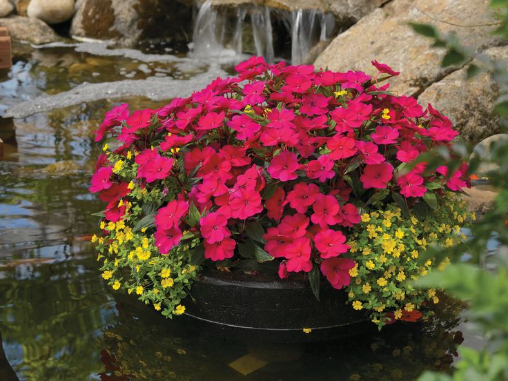 Sunpatiens